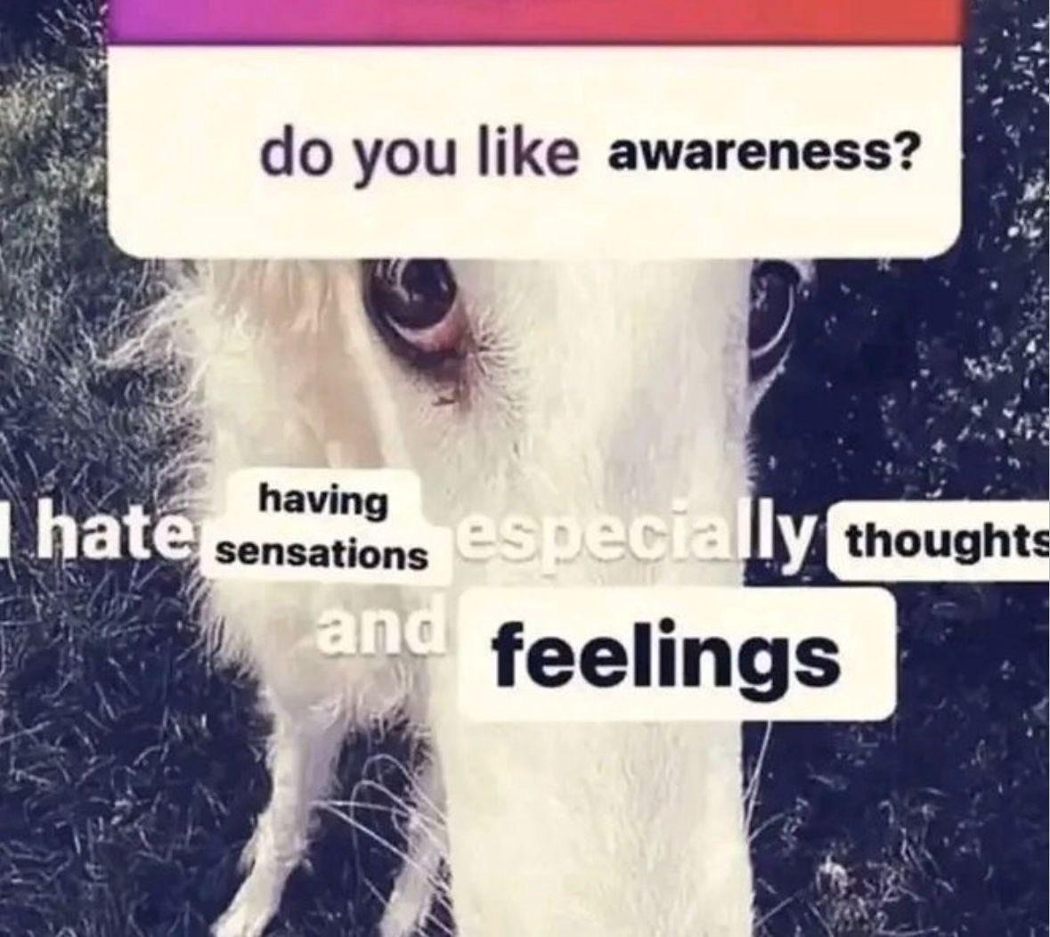 White cat with text asking whether you like awareness, sensations, and feelings