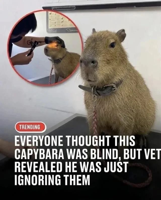 Capybara with a headline saying everyone thought it was blind