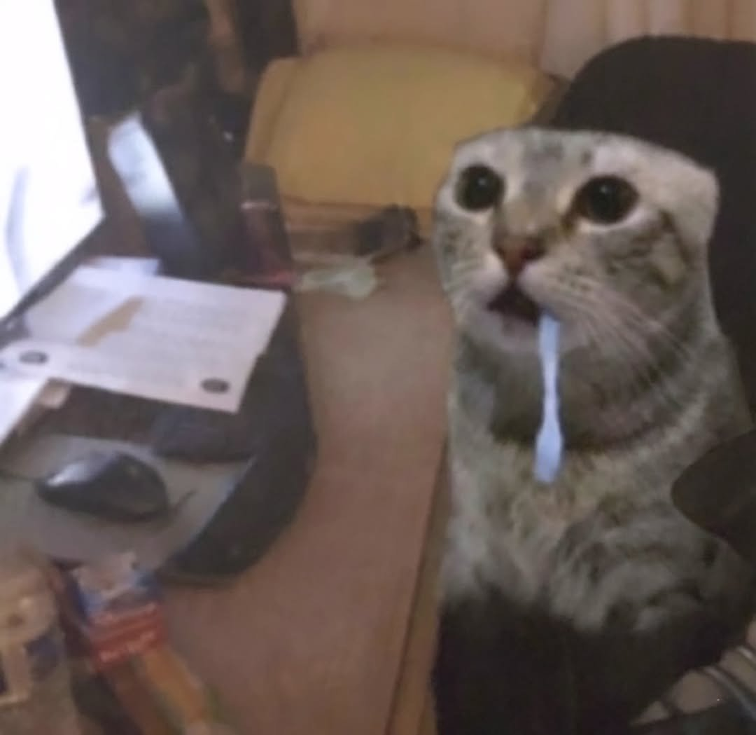 Surprised cat sitting upright in an office chair