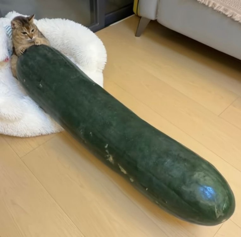 Cat sitting beside an enormous cucumber