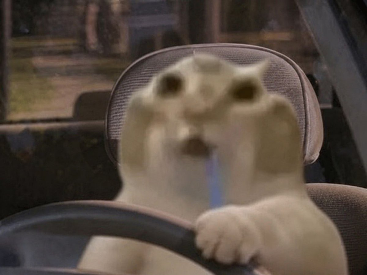 Blurry cat sitting behind the wheel of a car