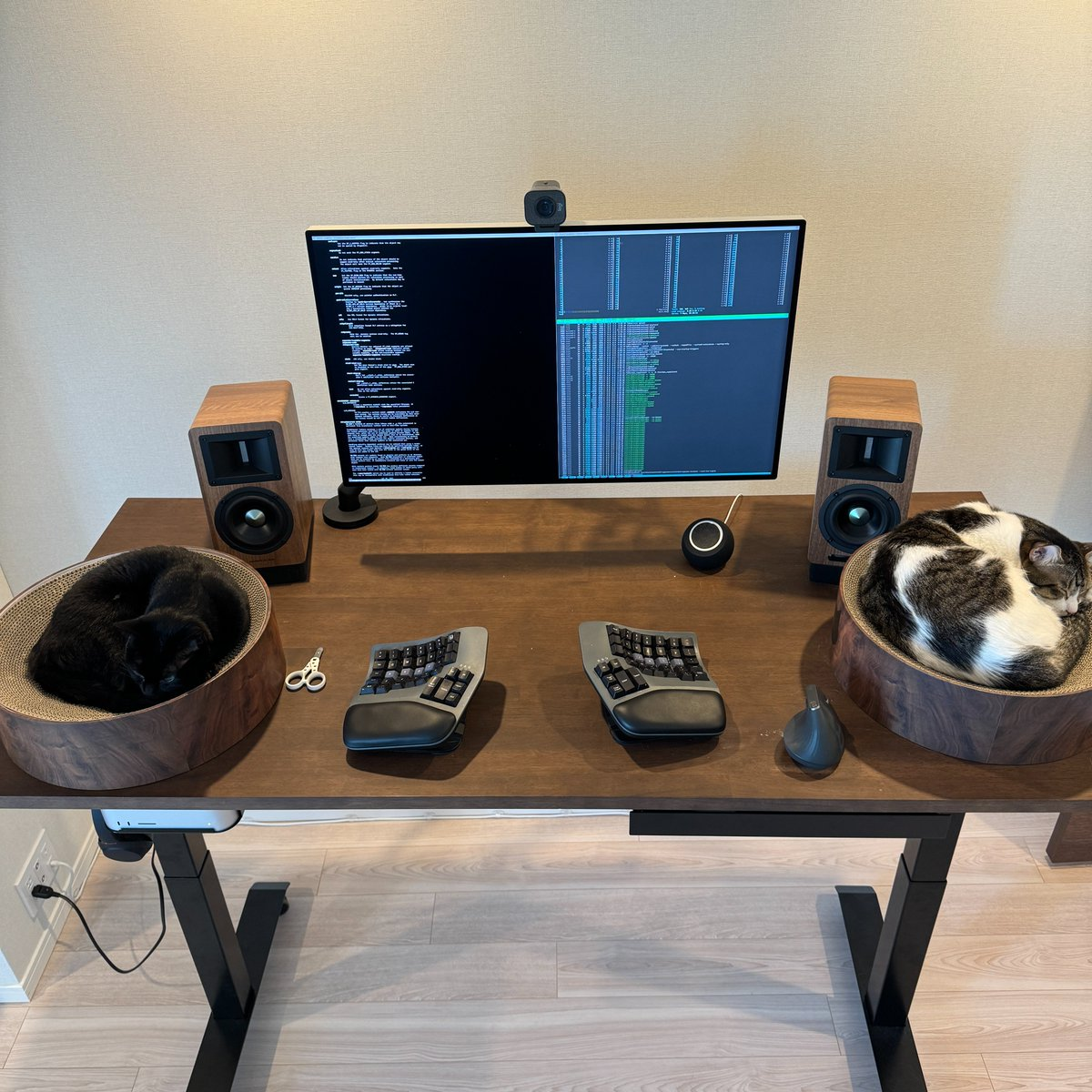 Two cats resting beside a computer desk setup