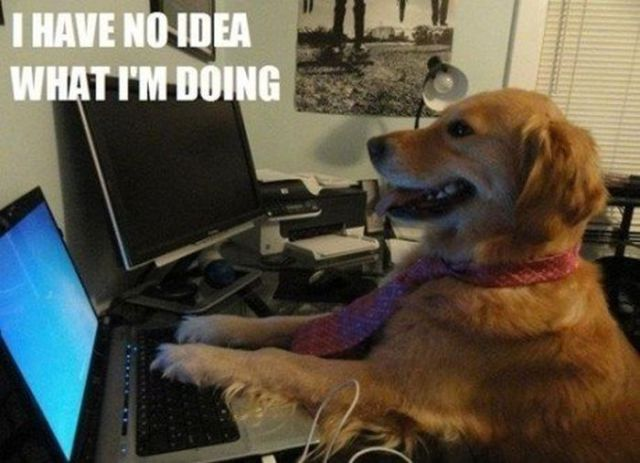 Dog sitting at a computer with a caption about not knowing what it is doing