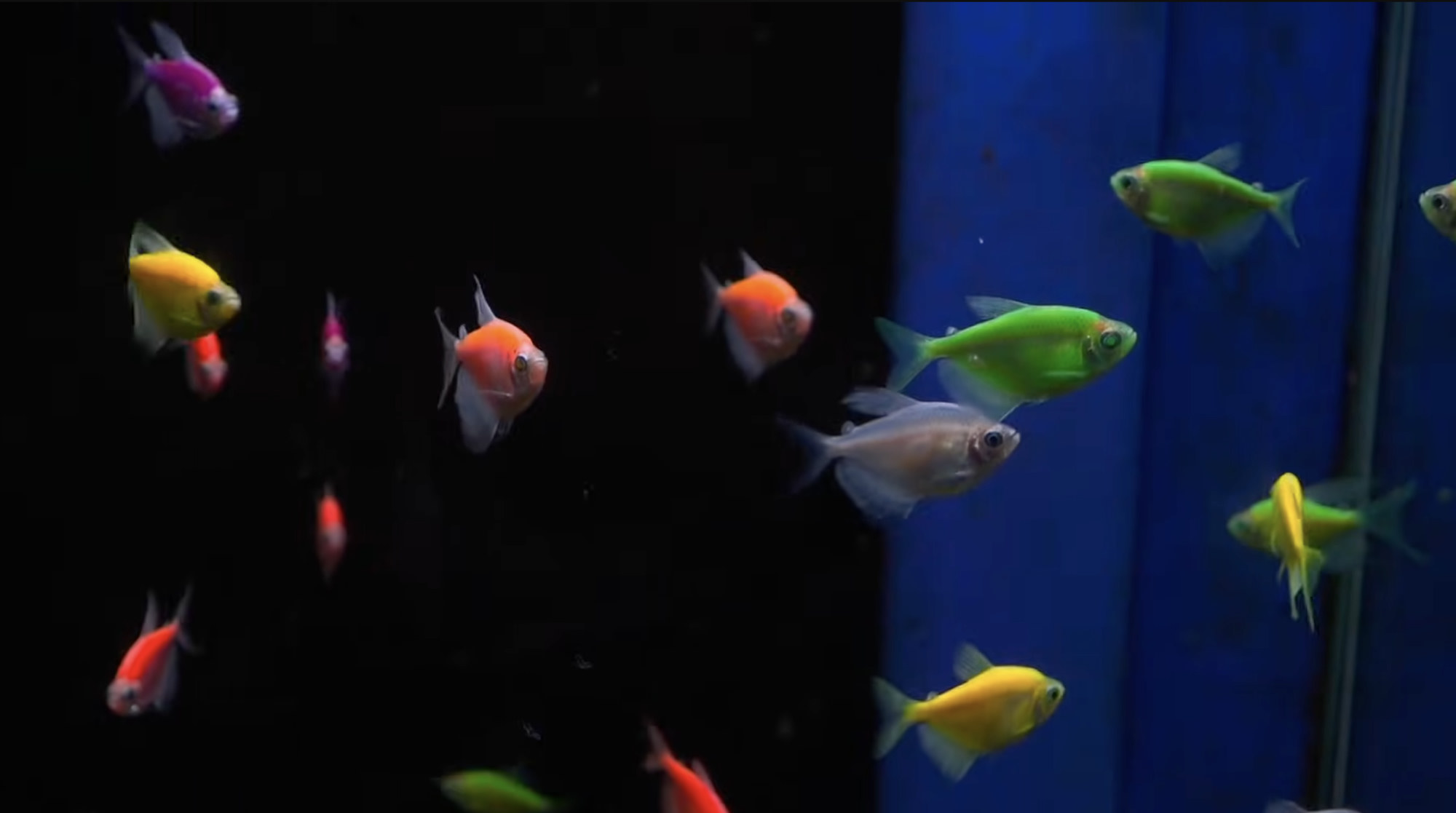 Bright tropical fish swimming against a black and blue tank