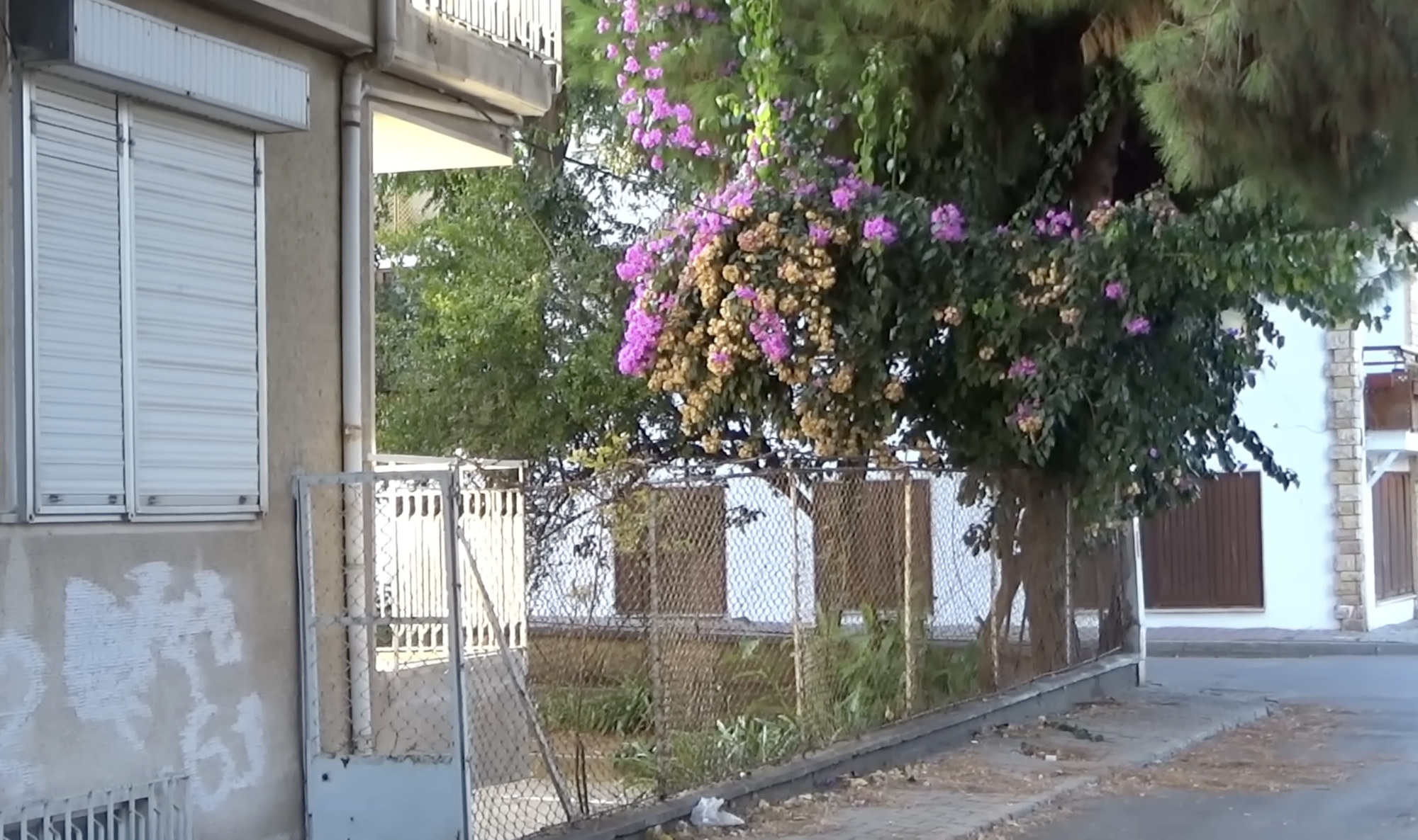 Pink flowers spilling over a chain-link fence beside a house