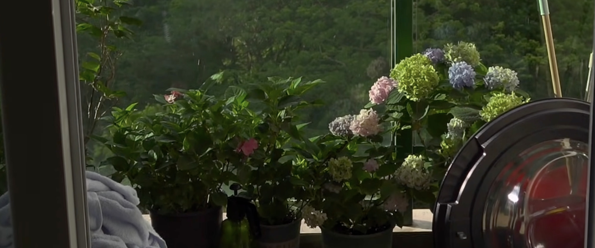 Potted hydrangeas on a windowsill with forest rain outside
