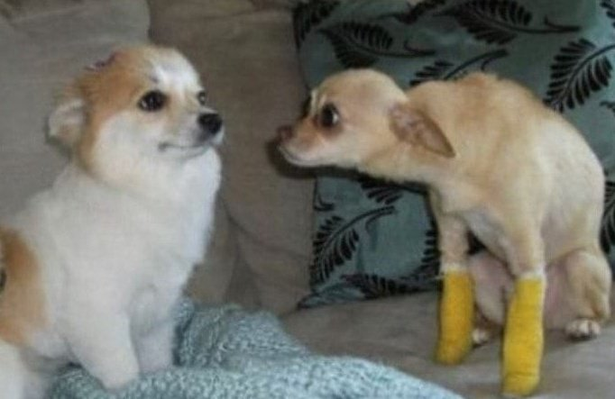 Two small dogs, one with yellow casts on its legs