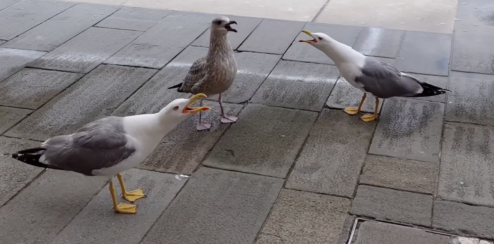 Three seagulls standing on wet pavement, beaks open at each other
