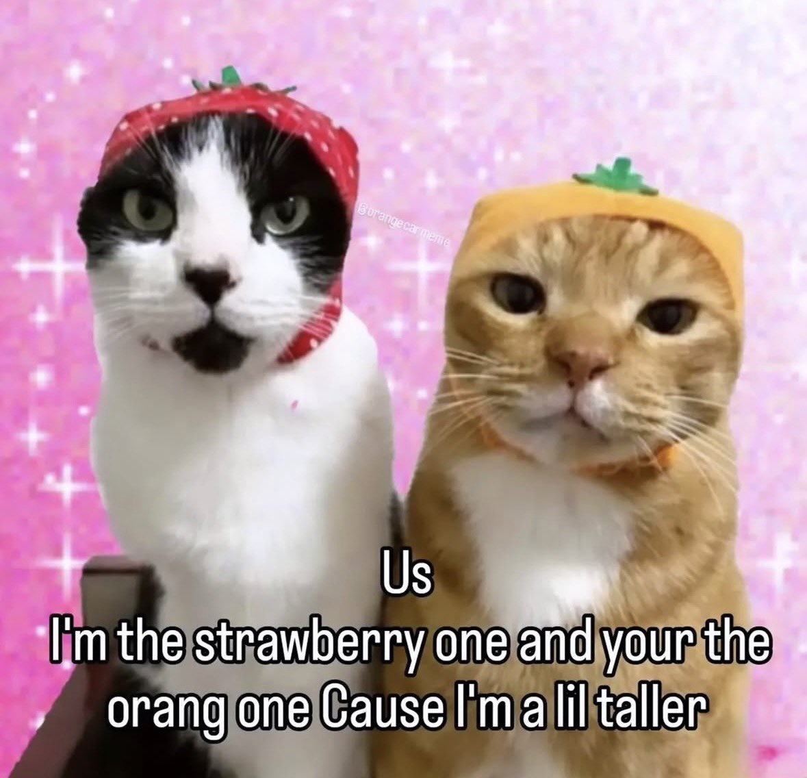 Two cats wearing strawberry and orange costumes against a pink background