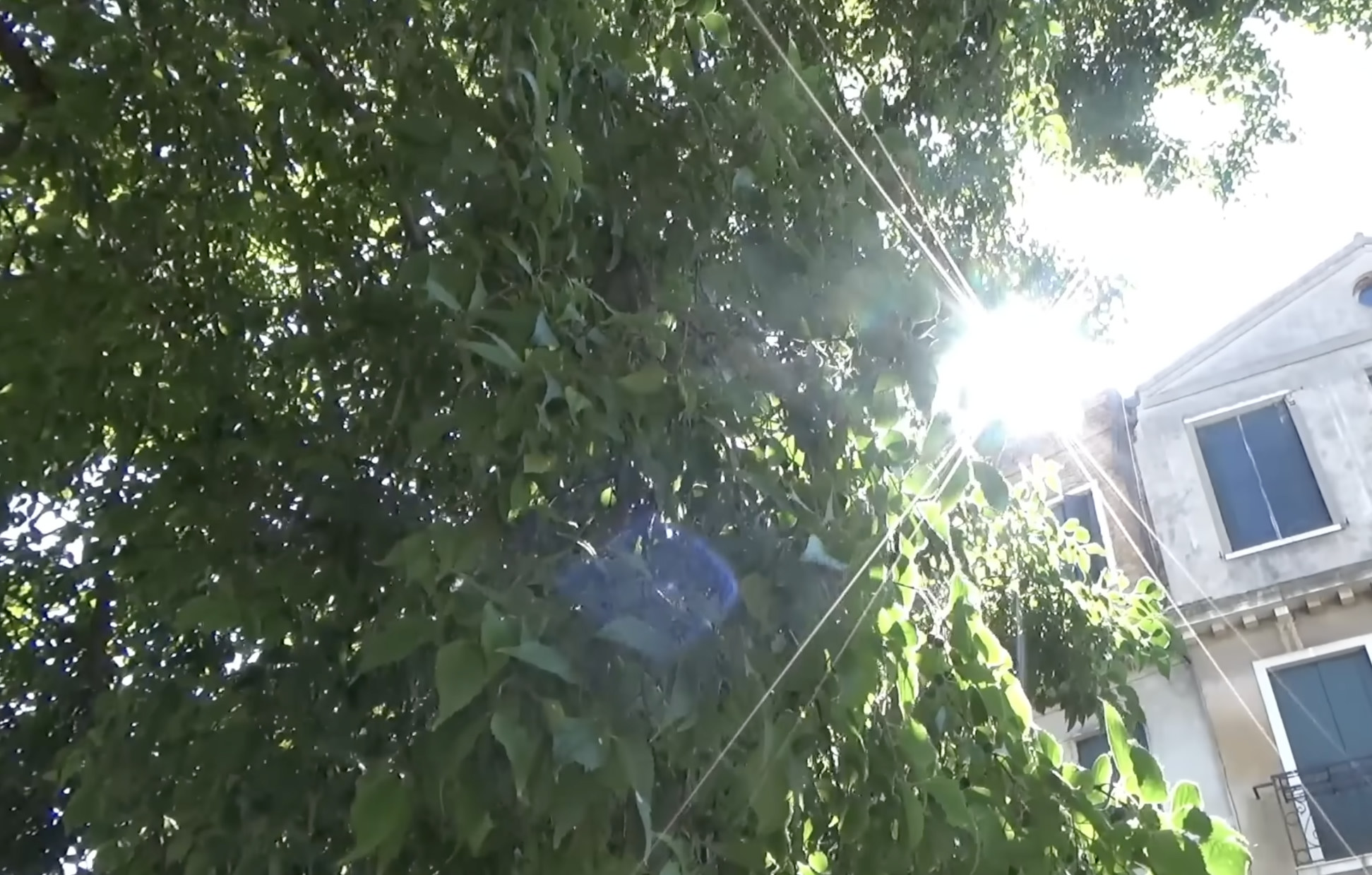 Sun bursting through tree leaves beside a pale building