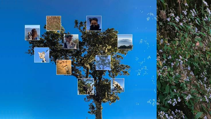 Tree against a blue sky with small photographs arranged across its branches