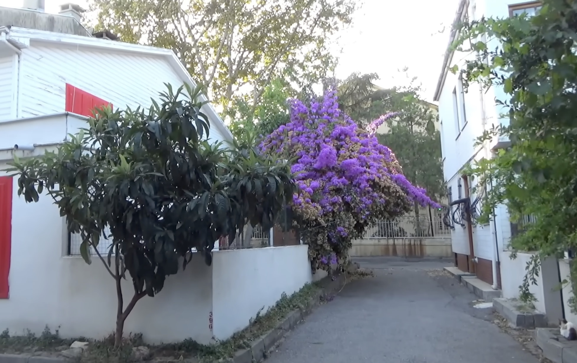 Narrow street with a large purple flowering tree between white houses